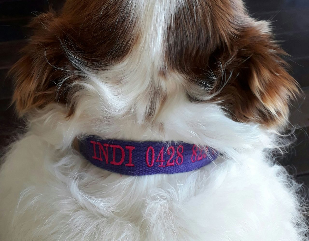 Embroidered Dog Collars. Custom Dog Collars. Personalised dog collars